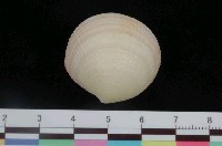 藏品(紅唇滿月蛤)的圖片